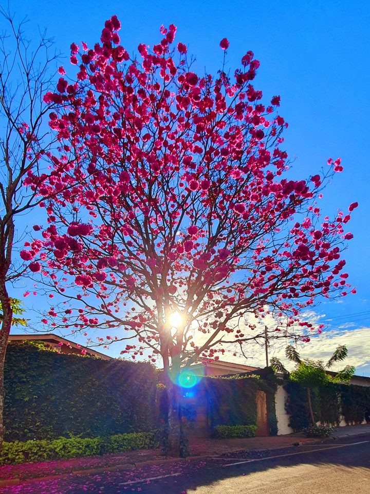 Ipê