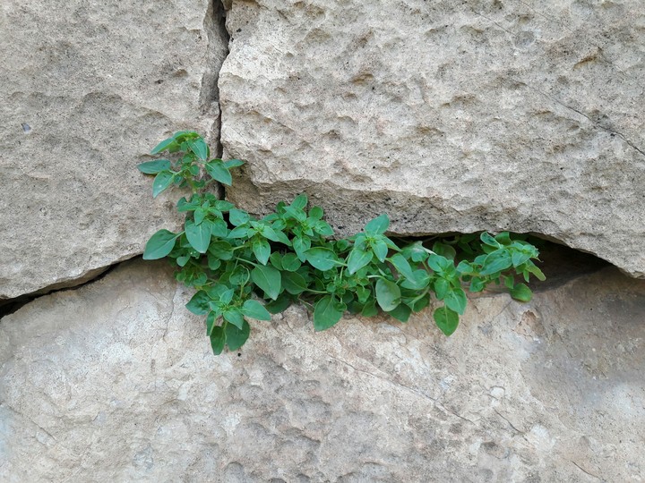 green life