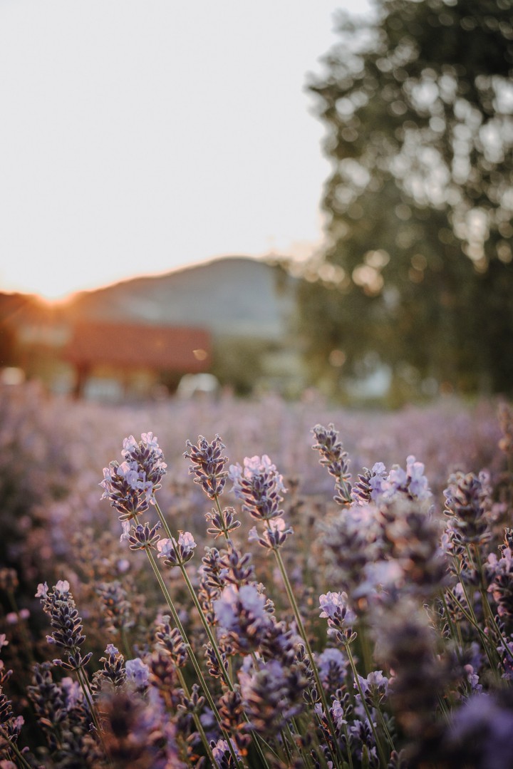 Lavender