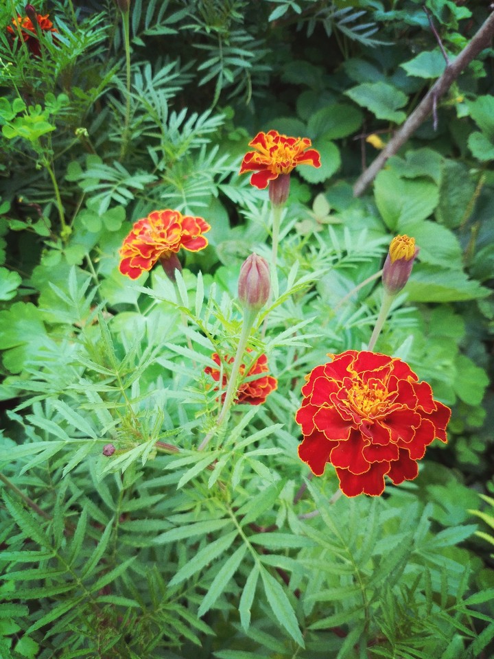 marigold