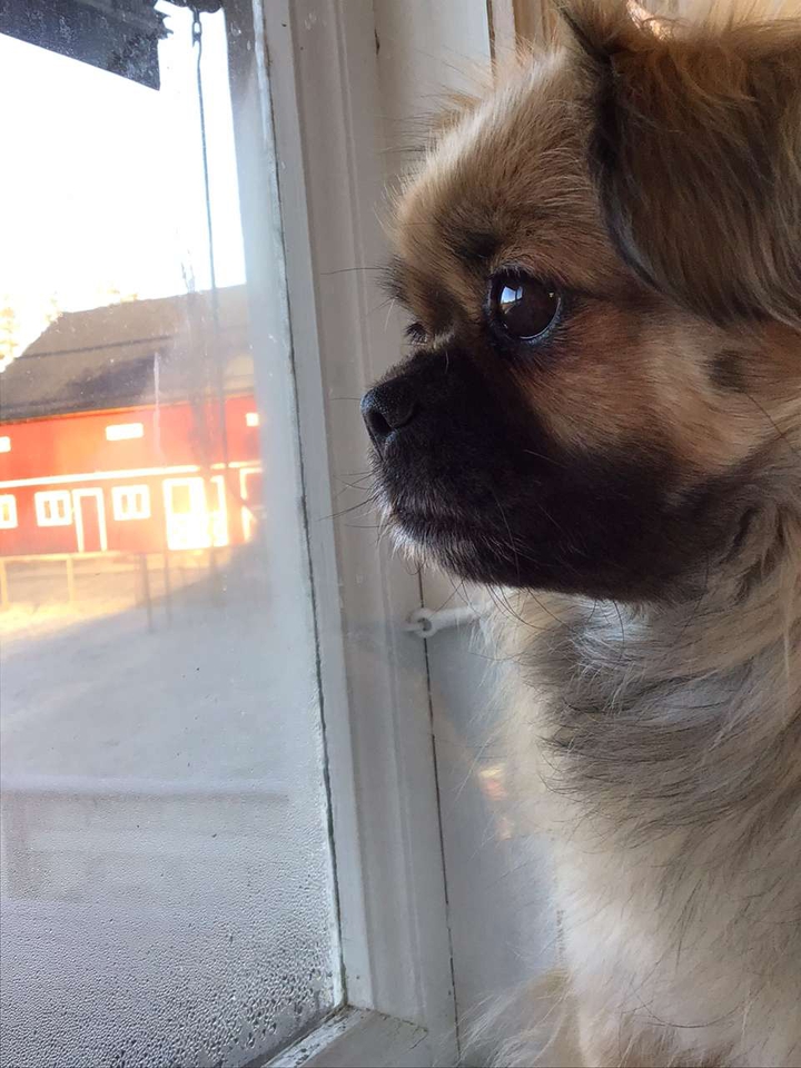 dog