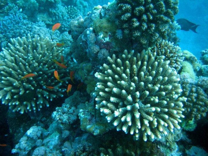 Coral Reef