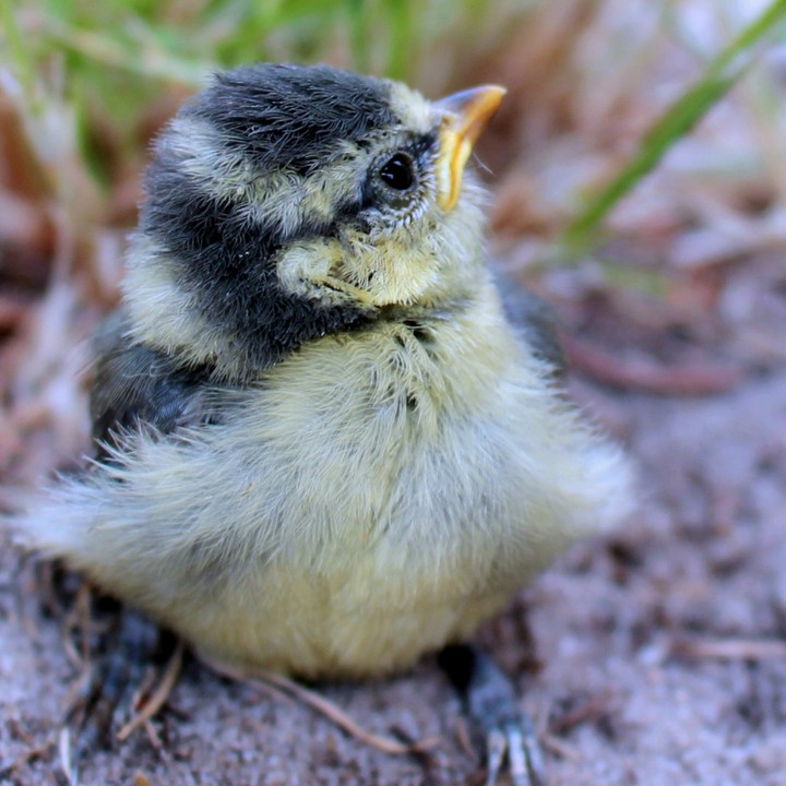 Sparrow