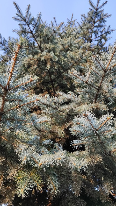 plant, larch háttérképek