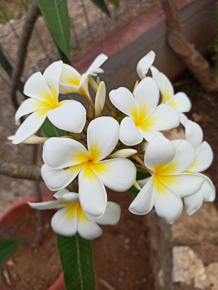 Pomelia