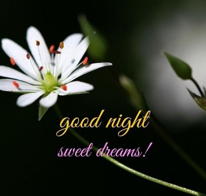 good night