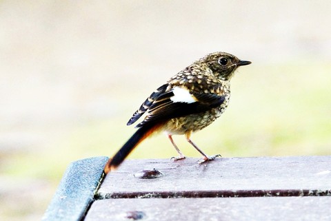 songbirds, passerine वॉलपेपर