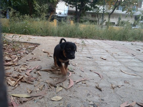 puppy