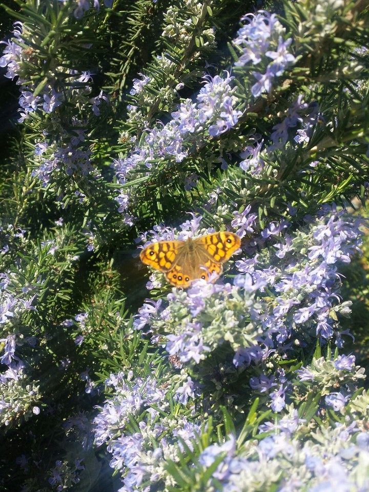 papillon