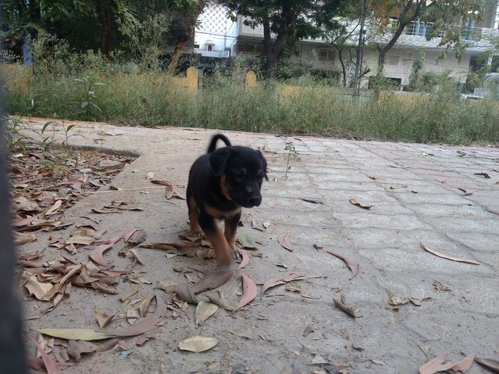 puppy