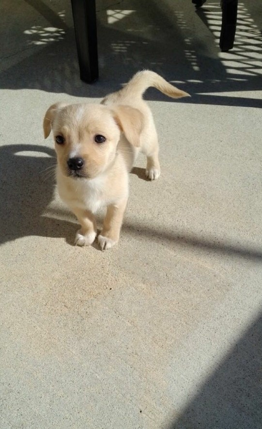 puppy
