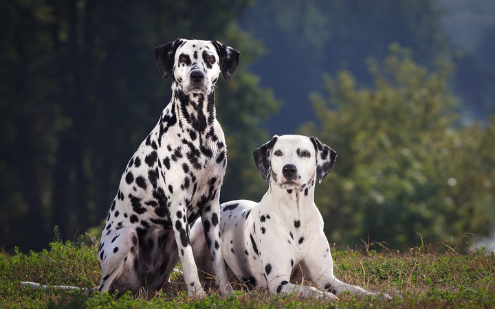 Dogs