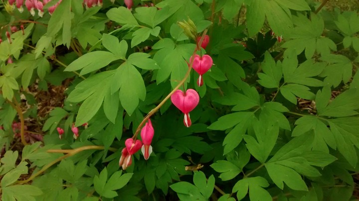 bleeding hearts