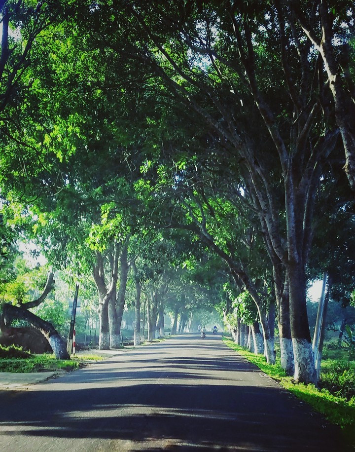 road & tree