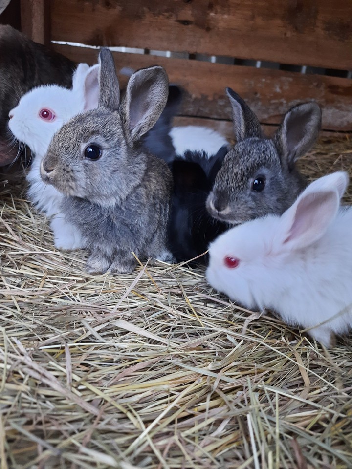Little wonderful bunnies