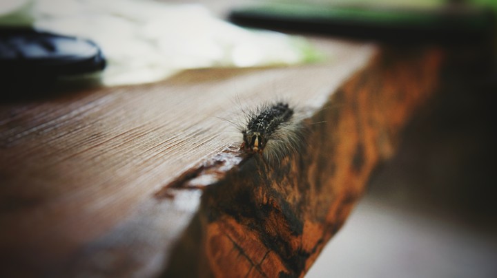 Furry friend