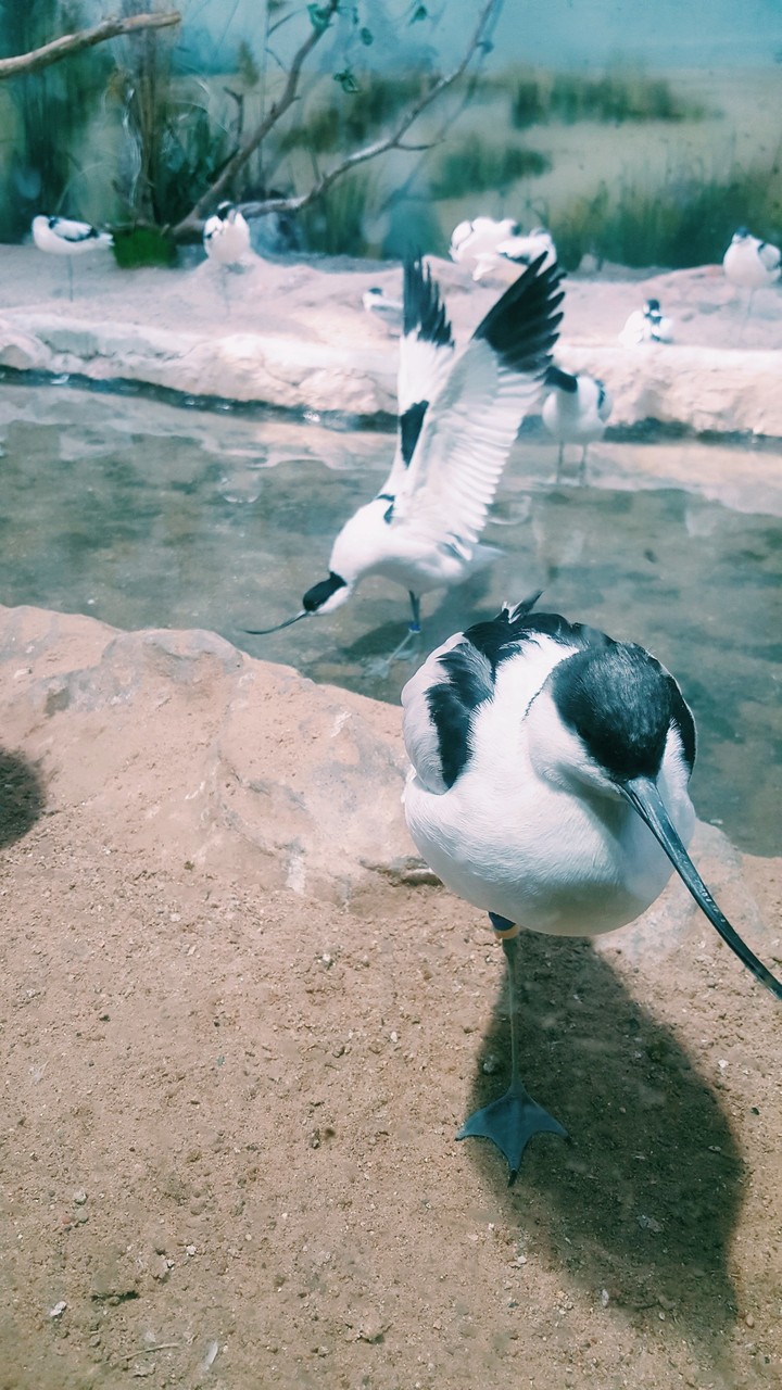 zoo