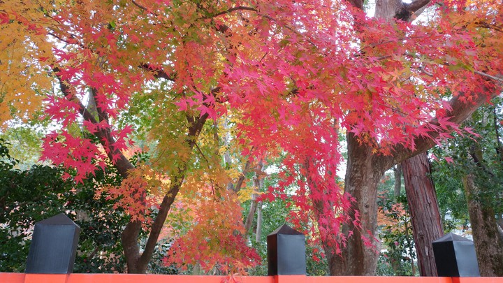 色鮮やかな紅葉 colorful Autumn leaves curtain