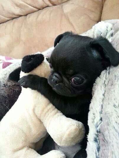 cute  black pug puppy