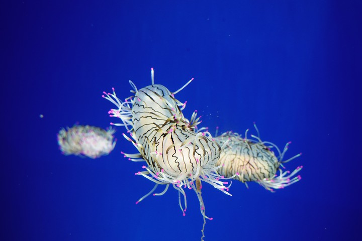 Pretty Jellyfish