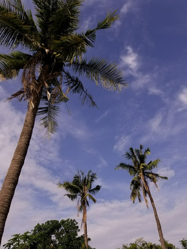 coconute