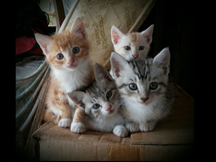 Family