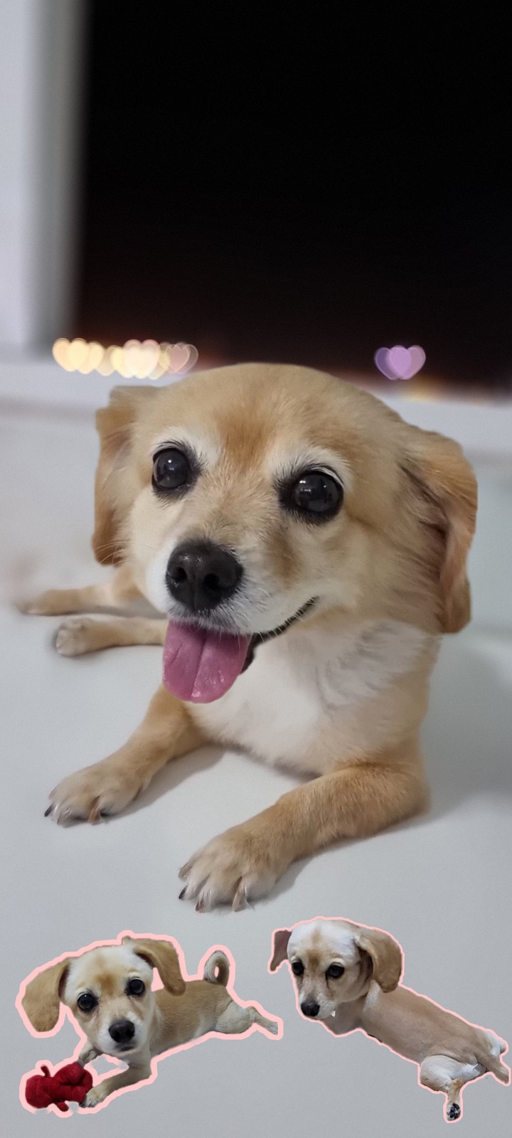 My Dog