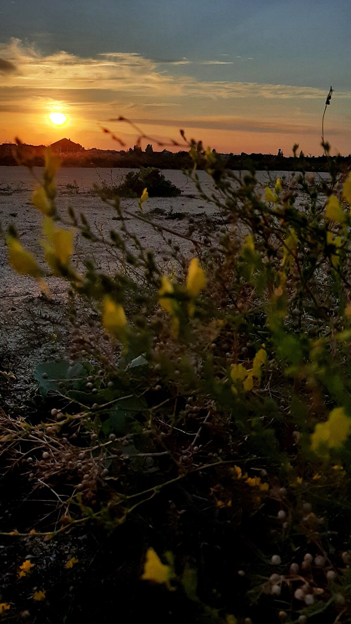 Sun
