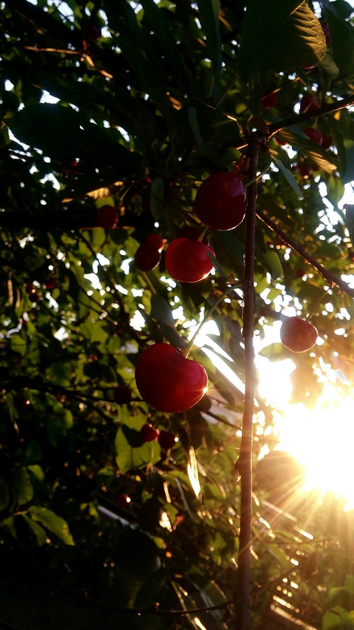 cherry