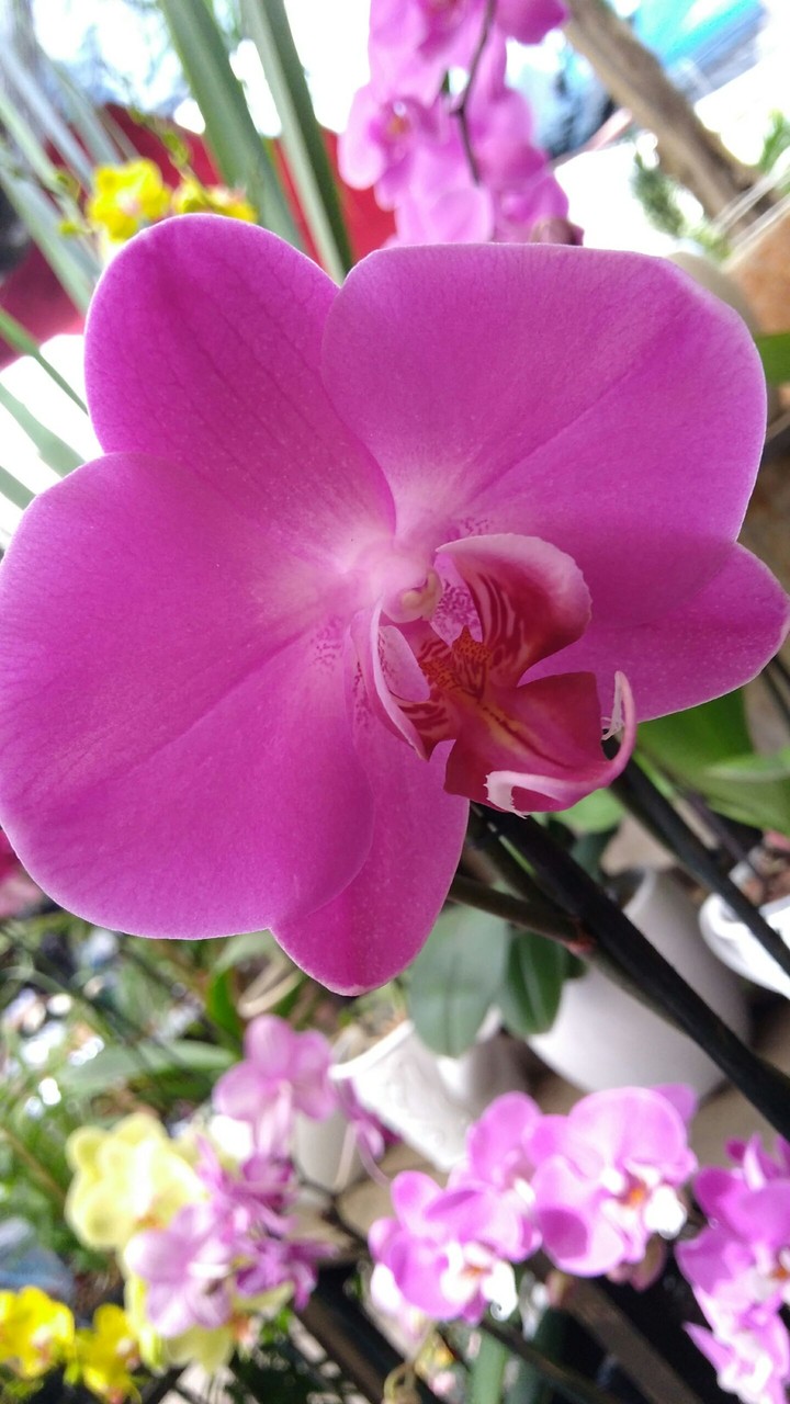 orquídea