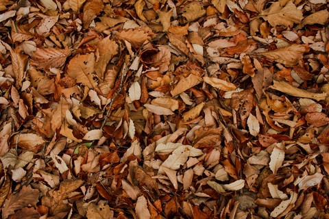 deadleaves