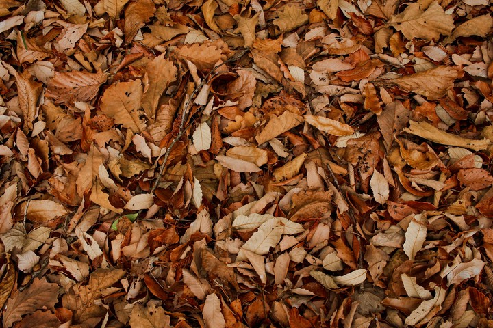 deadleaves