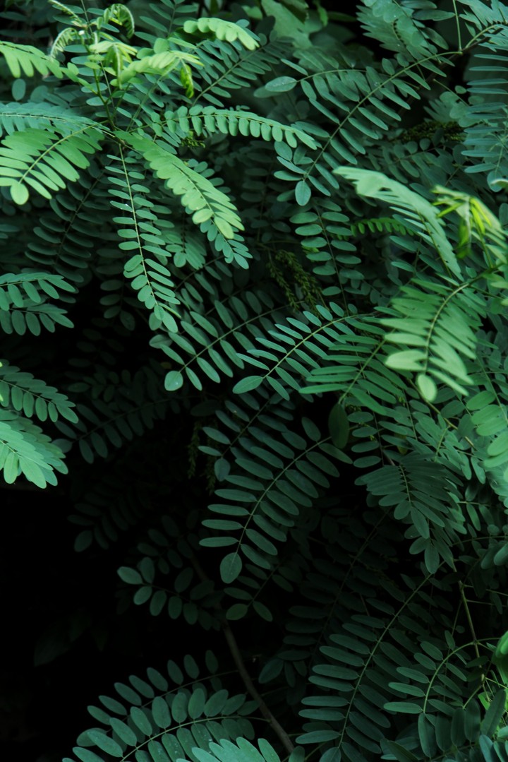 plants