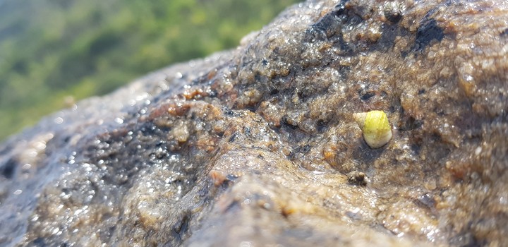 Detalhe