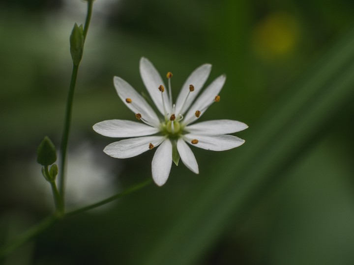 flowers