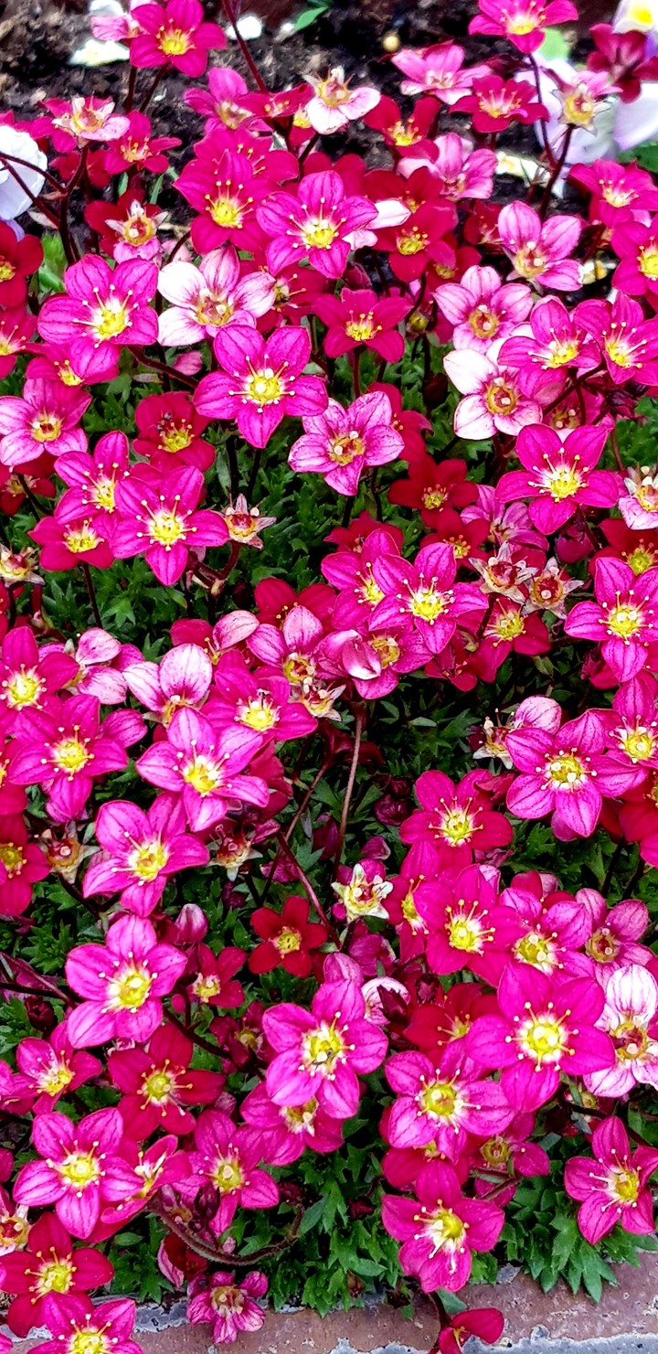 Pink flower