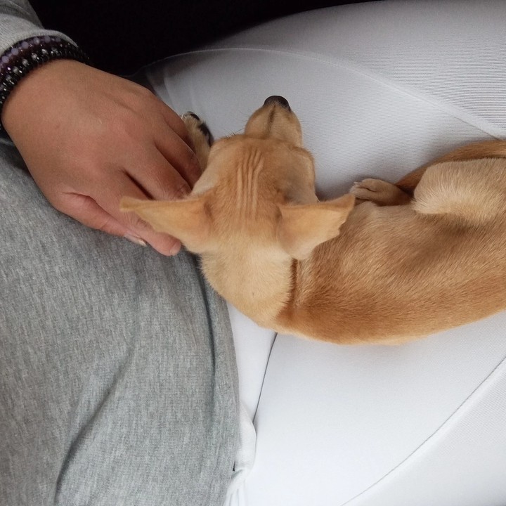 Hachi ????