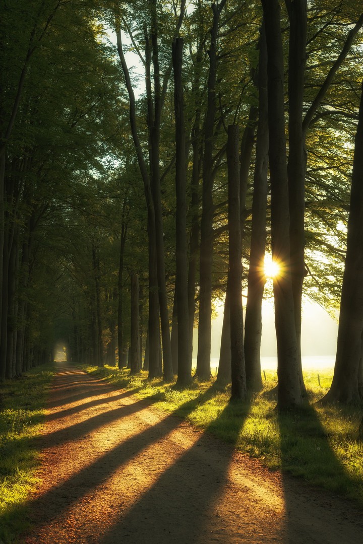 Trees