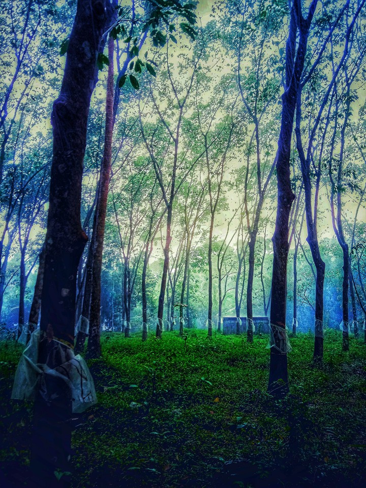 nature