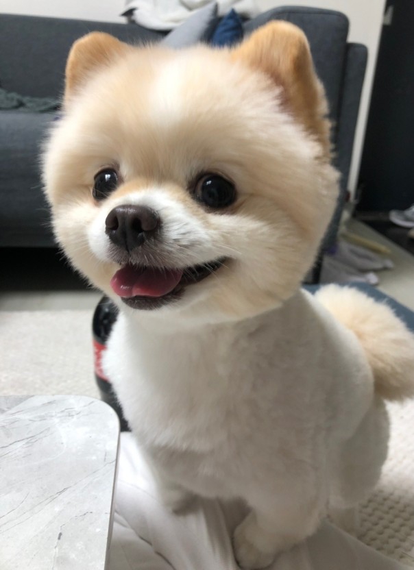 Pomeranian