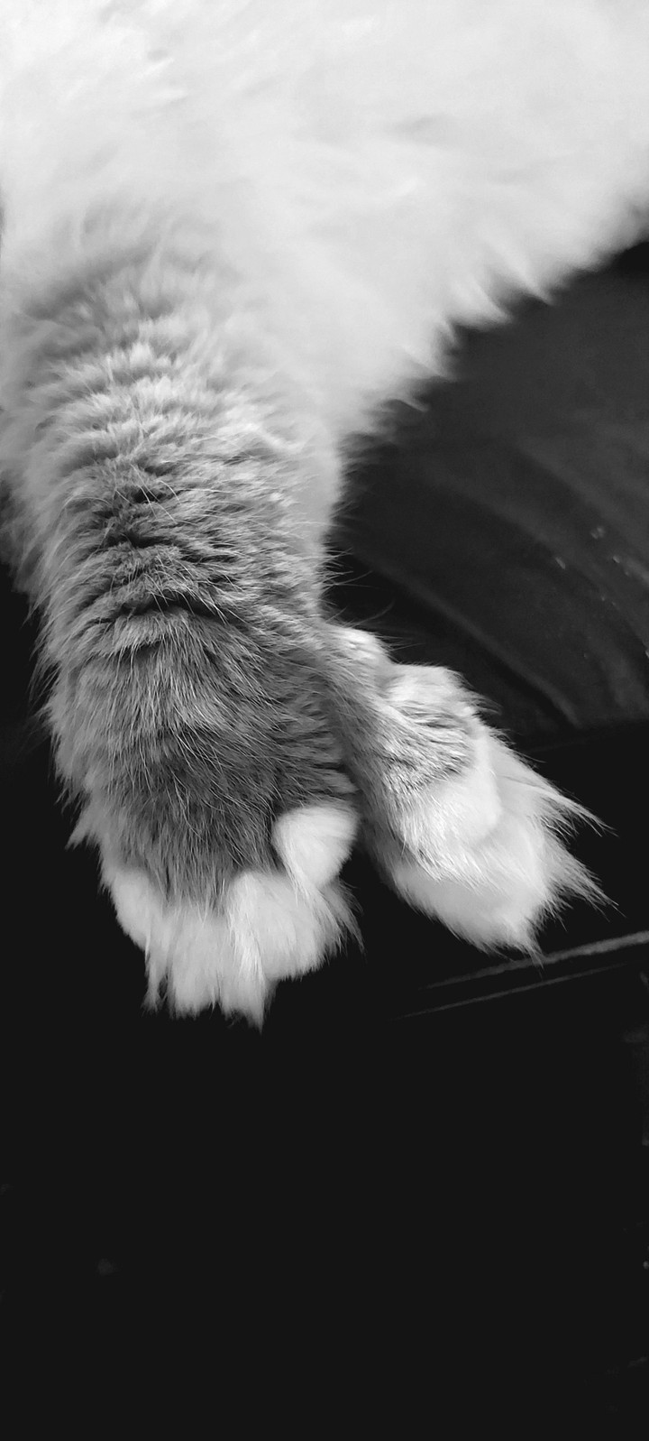 crossed paws!!