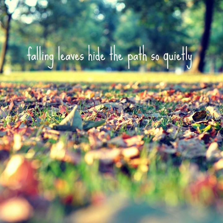 Falling Leaves