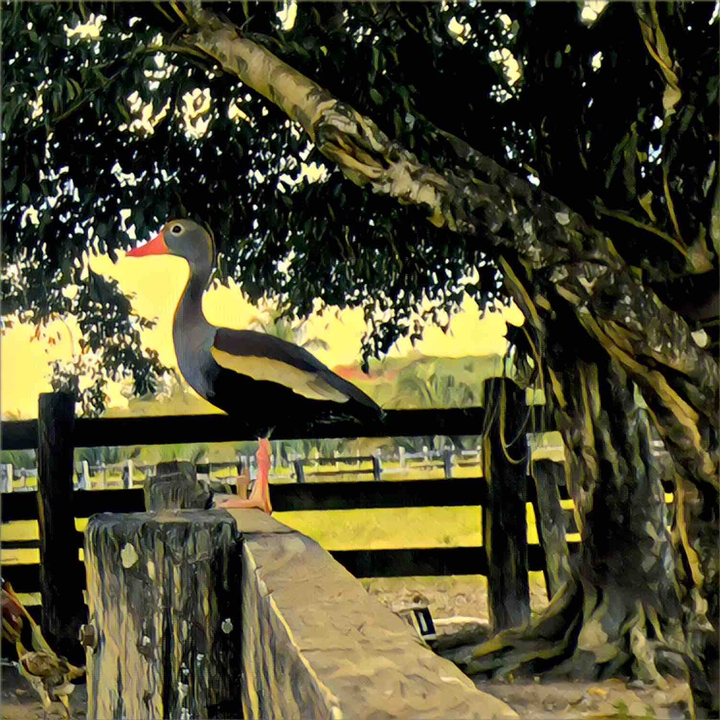duck
