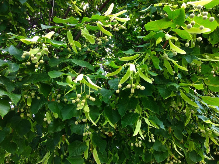 tree