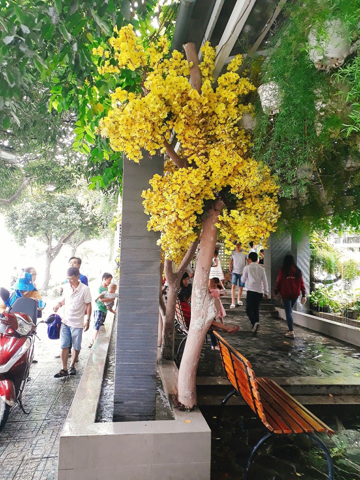 tree nice
