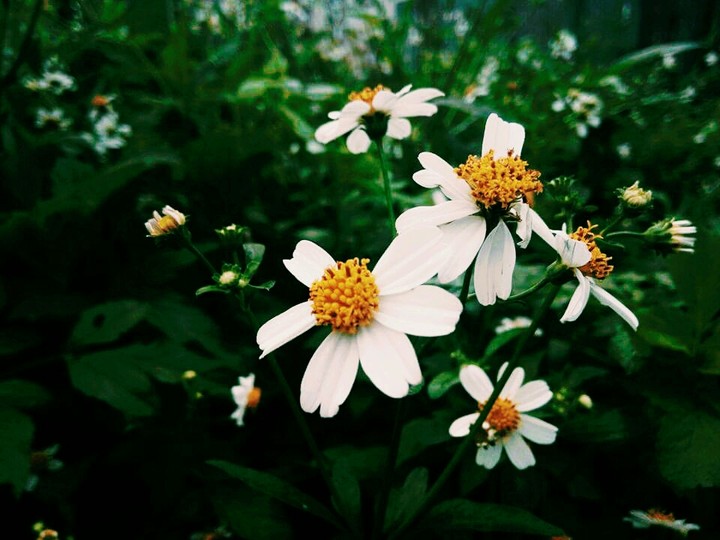 little flowers