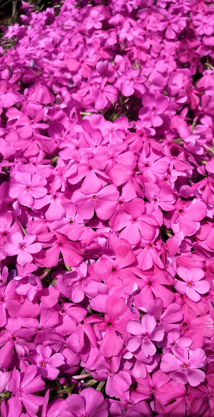 Pink_magenta_flowers