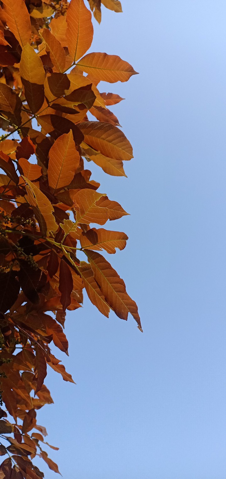 beautiful nature