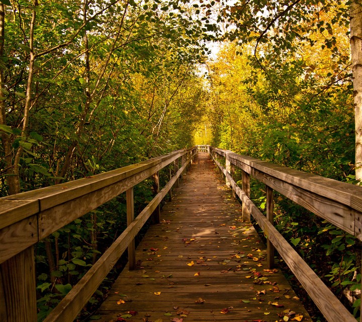 The woods path
