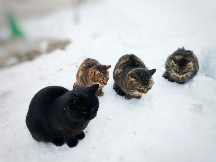 cats